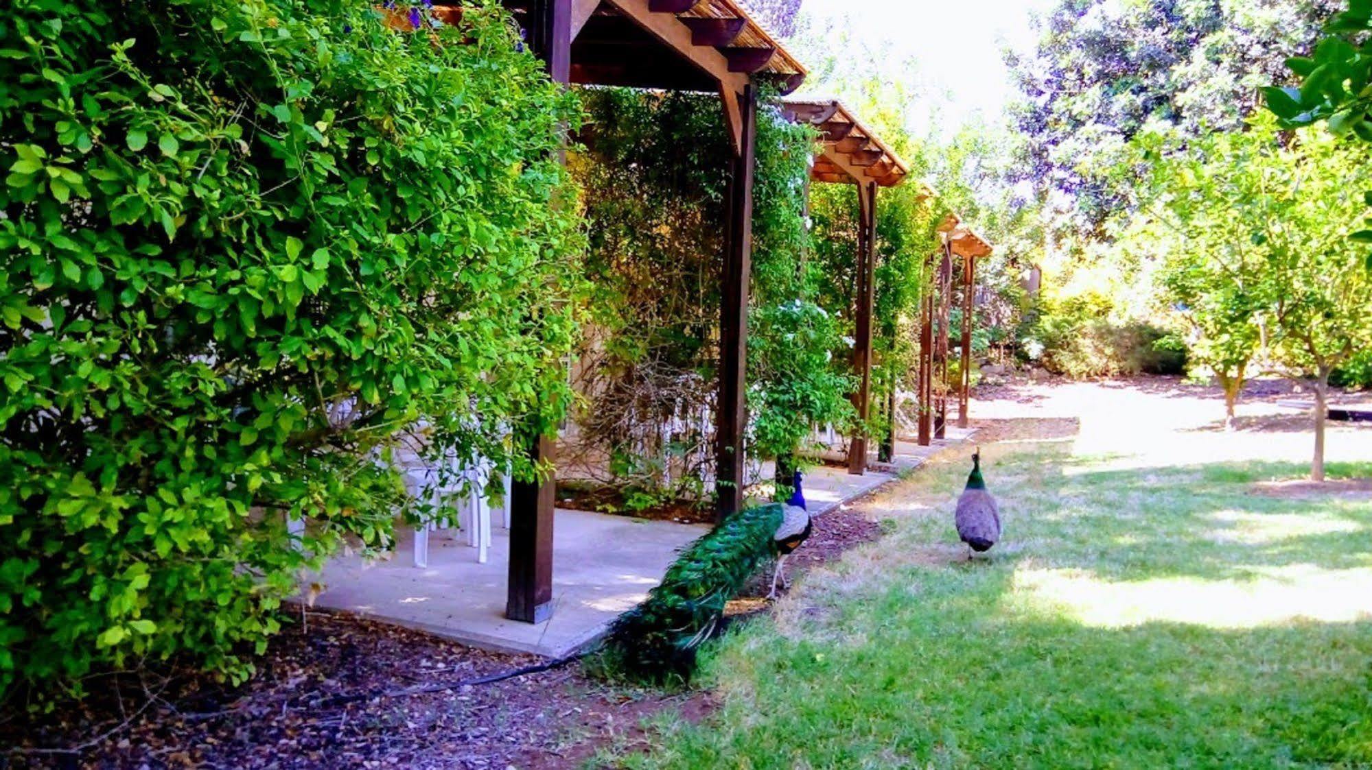Kibbutz Tiratzvi - Country Lodging Tirat Zevi Esterno foto